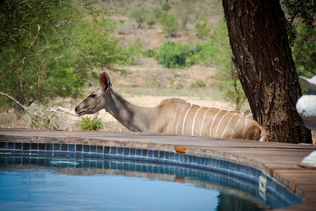 Mvuradona Safari Lodge Marloth Park Exterior foto