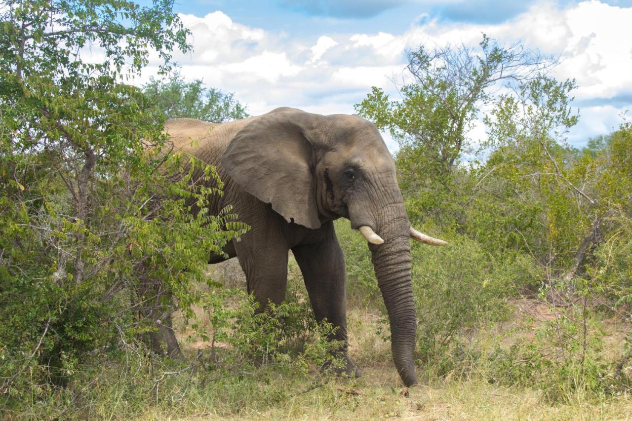 Mvuradona Safari Lodge Marloth Park Exterior foto