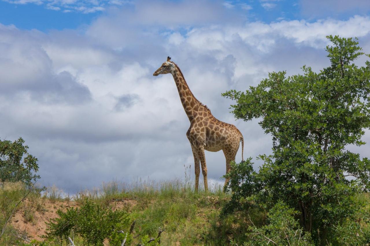 Mvuradona Safari Lodge Marloth Park Exterior foto